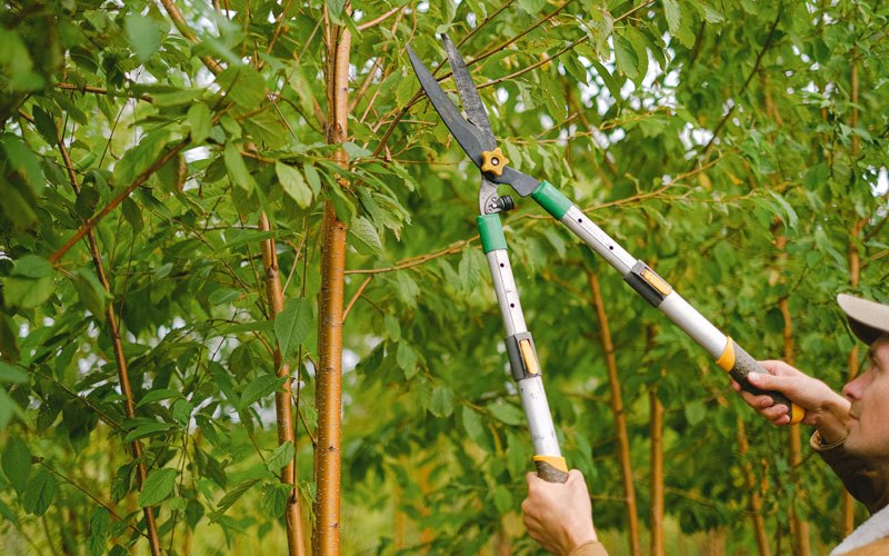 Tree trimming in Taylorville, IL